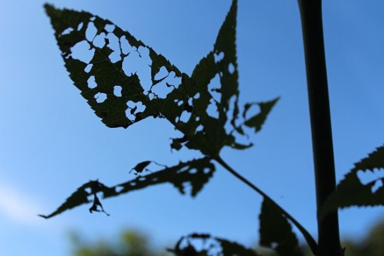 leaves_perspective_incomplete2